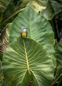 Guyane