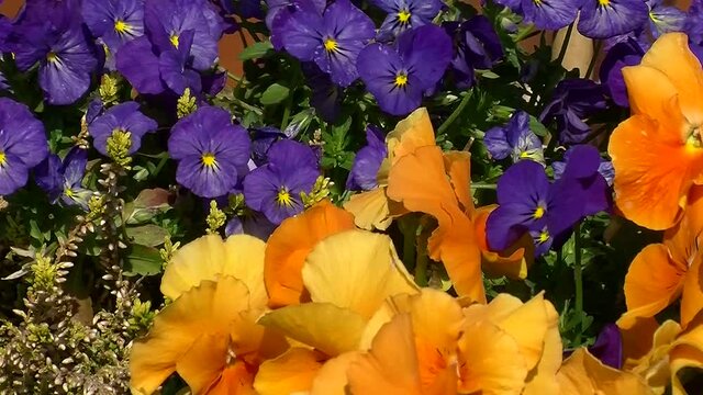 Violette und orangefarbene Primeln (horizontaler Kameraschwenk)