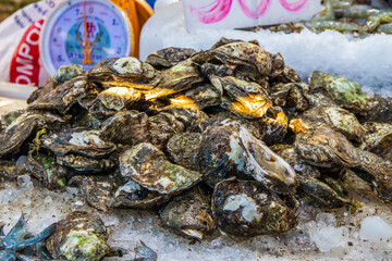 oyster seafood from Naklua  Thailand Asia