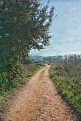 Fototapeta premium camino