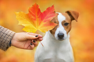 Portrait of jack russell with an autumn maple leaf near his face