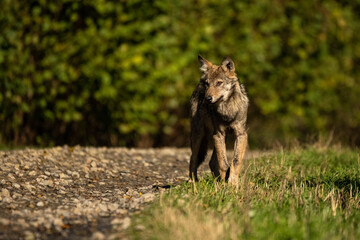 Young Grey Wolf. The Carpathian Mountains. Poland