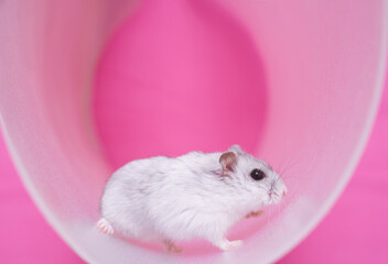 Dzungarian hamster in a wheel on a pink background