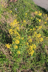 黄色い花を咲かせたセイヨウアブラナ