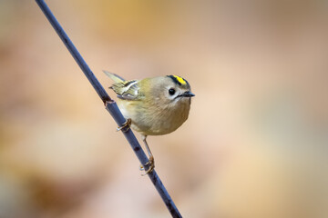 Single small Goldcrest bird sitting on tree branch