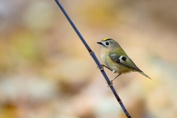 Single small Goldcrest bird sitting on tree branch