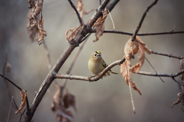 Single small Goldcrest bird sitting on tree branch