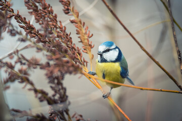 Single blue tit sitting on the bush