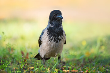Funny crow bird in green grass and autumn leaves