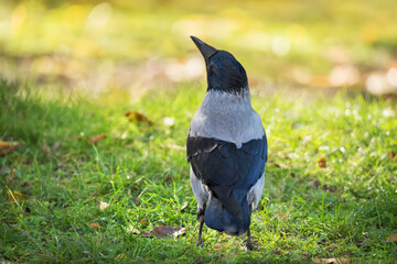 Crow bird in green grass and autumn leaves