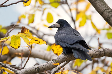 Crow bird on tree branch with yellow autumn leaves