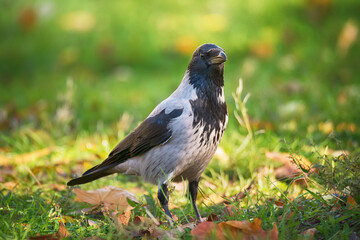 Crow bird in green grass and autumn leaves