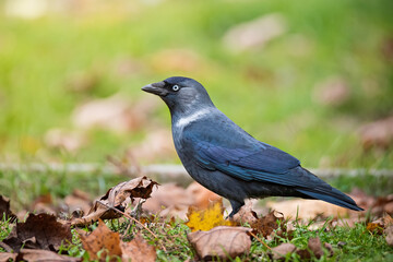 Jackdaw bird in green grass and autumn leaves