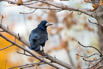 Crow bird on tree branch with yellow autumn leaves