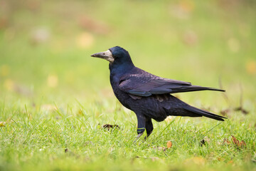 Crow bird in green grass and autumn leaves