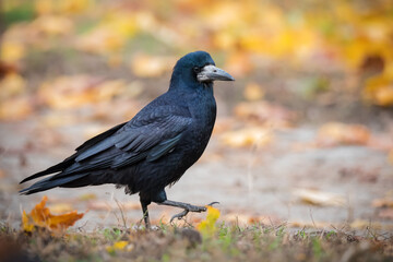 Crow bird in autumn leaves