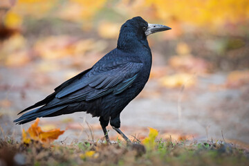 Crow bird in autumn leaves