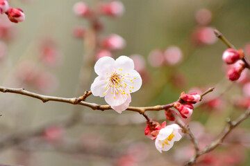 白梅の花