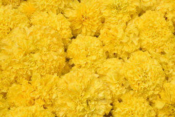 shevanti, chrysanthemum marigold flower decoration for festival