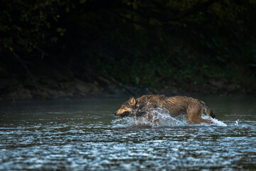 The Grey Wolf chasing the deer. Bieszczady, Carpathian Mountains. Poland.