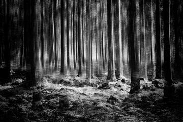 Forest in black and white.