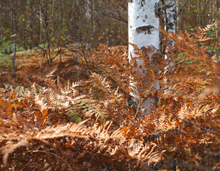 Autumn colors on ferns.