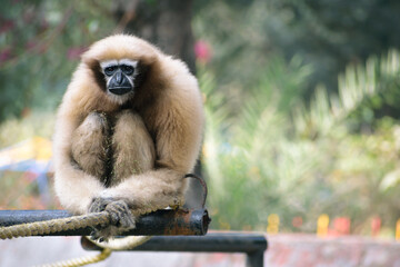 Primate species at Guwhati zoo