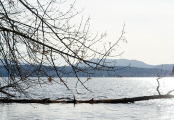 Fototapeta na wymiar Bare branches stretch over Sammamish Lake with Ranier in background