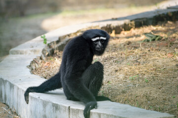 Primate species at Guwahati zoo