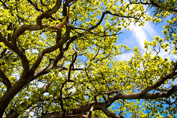 Spring sky through the branches of a tree.