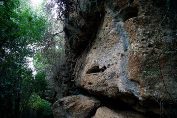 grid of tree roots on rocks