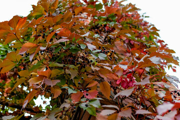 Brick chimney tower, entwined with different leaves of beautiful autumn shades against the sky, bottom-up view of colorful colored foliage with small blue berries.