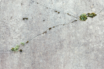 plant growing in stone crack