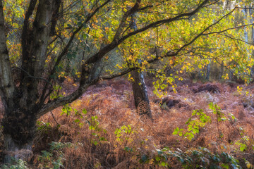 Stunning Autumn Fall landscape detail image in colorful woodland in English countryside