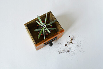 Senecio crassicaulis blue-grey house plant in wooden box and soil over white