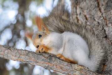 Naklejka na ściany i meble squirrel gray branch tree winter