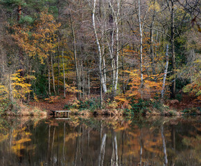 Beautiful vibrant Autumnal lakeside forest landscape image reflected in still water