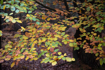 Beautiful Autumn Fall forest landscape image with vibrant colors and stunning morning light