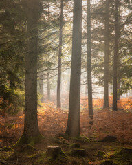 Beautiful Autumn Fall forest landscape image with vibrant colors and stunning morning light