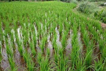 Paddy field. Rice plants began to grow in rice fields. Wide area paddy field in Bogor, West Java, Indonesia. Indonesian landscape