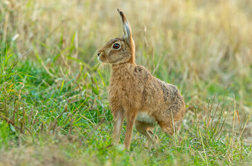 Brown hare, Scientific name Lepus Europaeus. Close up of a large Brown Hare sat alert in a field, facing left.  Back lit image. Horizontal, landscape, space for copy.