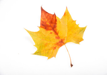 Autumn golden leaves picture