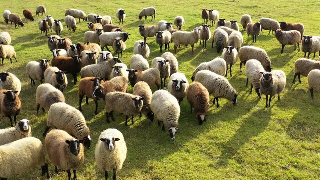 Aerial view of flock of sheeps and and lambs. Sheeps are eating in the fields. White and brown sheeps.
