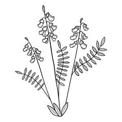 astragalus sketch mon