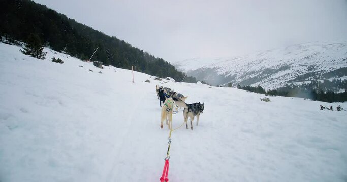 Dog sledding in snowy mountains. View of the Husky running from behind, with snow and mountains all over the horizon 4K