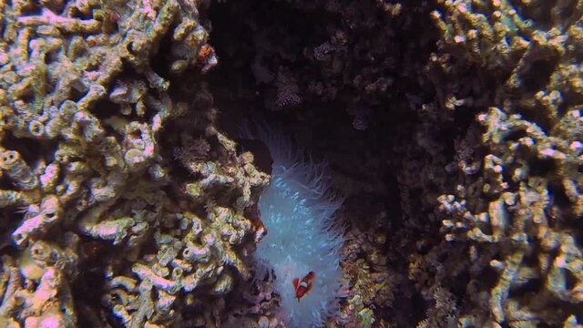 anemonefish at the hideout and coral