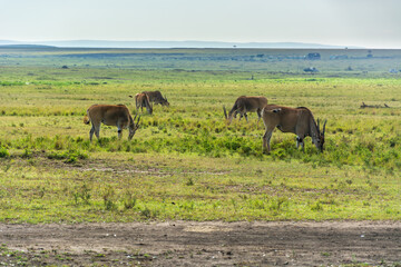 Naklejka na ściany i meble Antilopen auf Safari im Nationalpark Masai Mara, Kenia