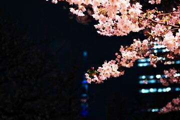 スカイツリーの見える公園で夜桜見物
