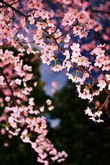 夜の公園に咲く桜