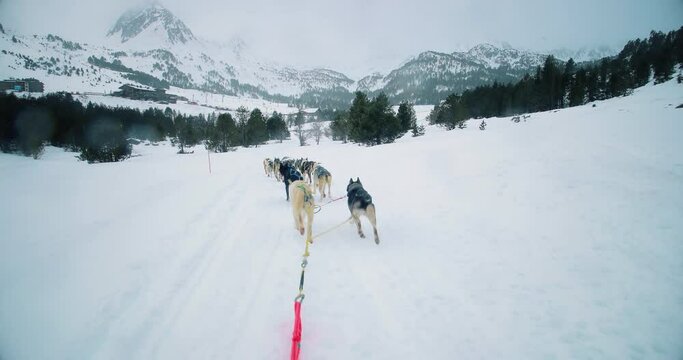 Wonderful dog sledding in snowy mountains. View of the Husky running from behind, with snow and mountains all over the horizon 4K